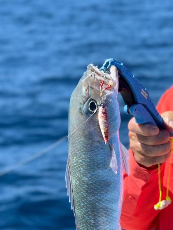 jig blue crab