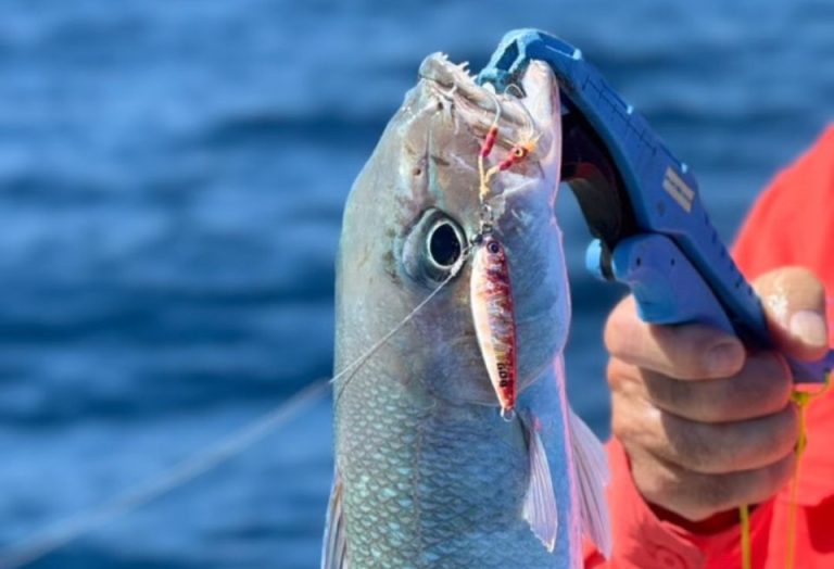 jig blue crab